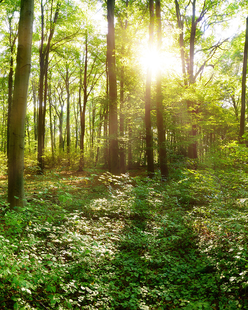 michael_brown_therapist_lpc_coopersburg_pa Light coming through the trees - Michael Brown Therapist in Coopersburg