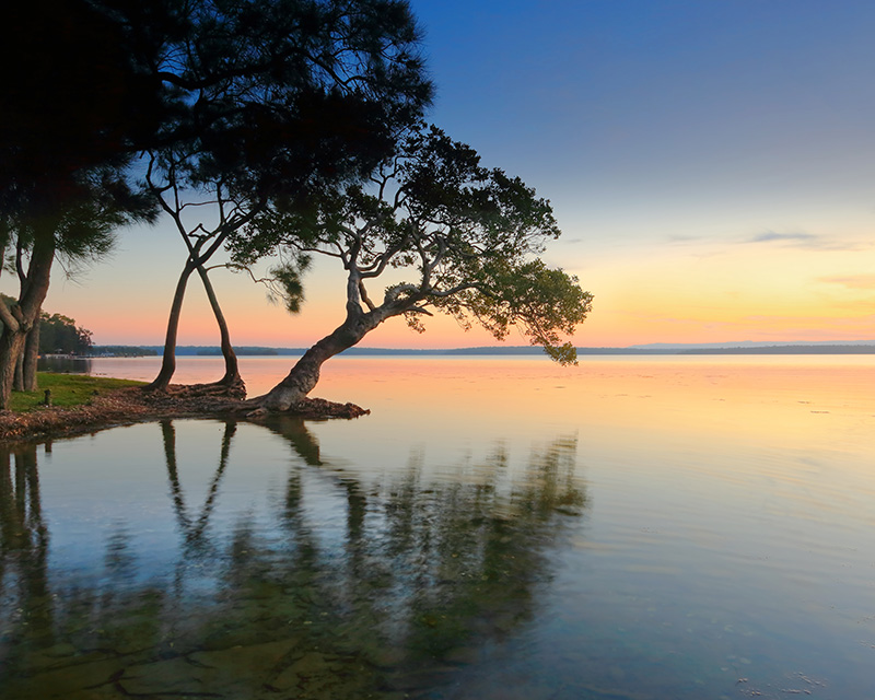 anxiety_therapist_online_pa Tree over the water to practice mindfulness when dealing with anxiety