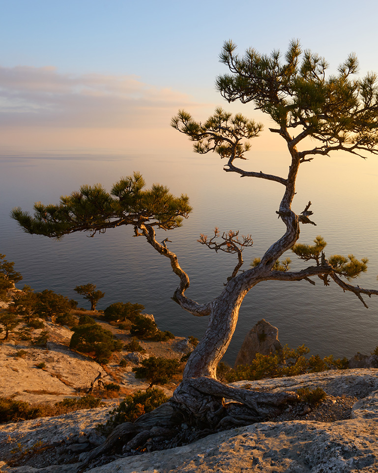 michael_brown_lpc_pa_therapist Juniper Tree in sunrise - Michael Brown is a therapist at Juniper Counseling in Coopersburg, PA