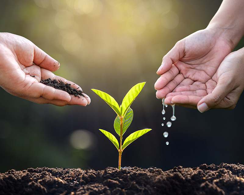 self-esteem-therapy-online-pa Hands watering a sapling to grow self-esteem in therapy