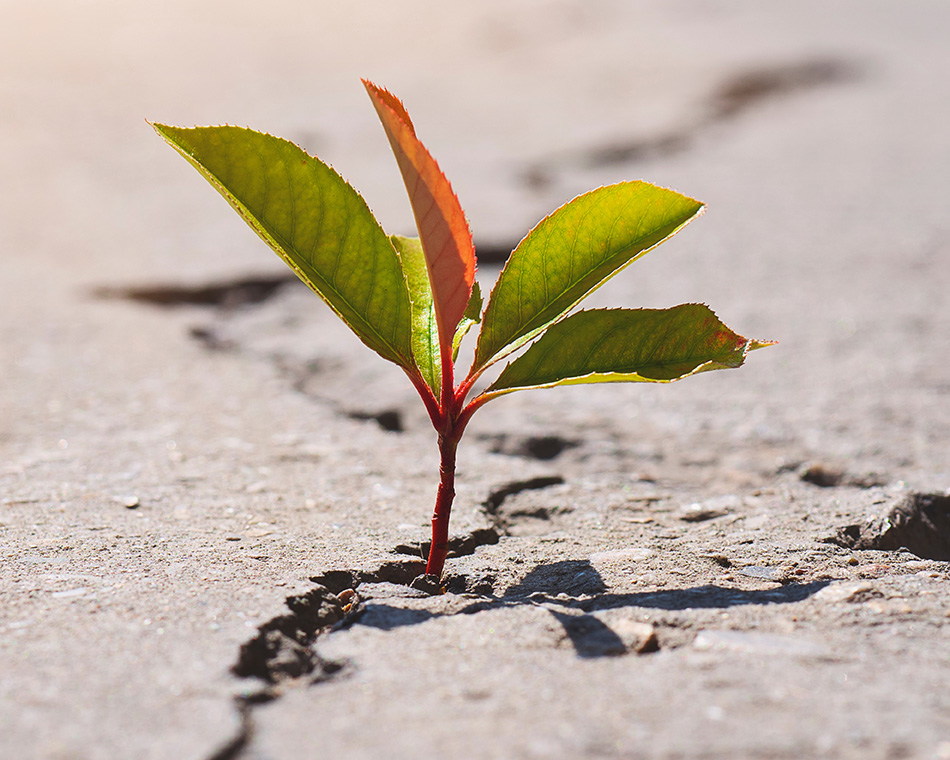 trauma_therapist_pennsylvania Plant growing through a crack in the pavement. Trauma Therapist in PA